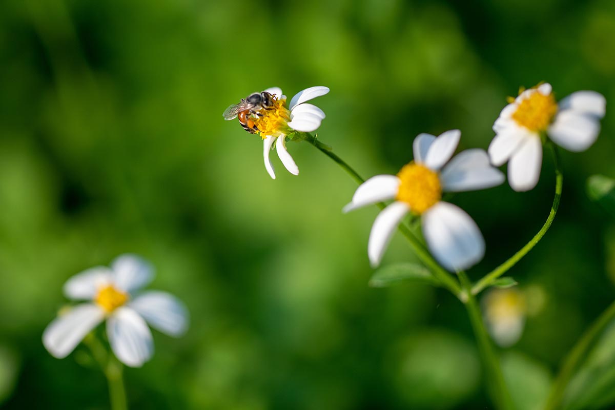 在软焦点背景上拍摄的白拜登花的近距离水平图像。