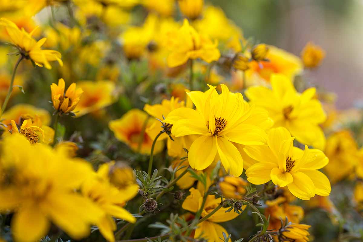 一个近距离的水平图像，亮黄色的葵花籽生长在后院的软焦点背景照片。