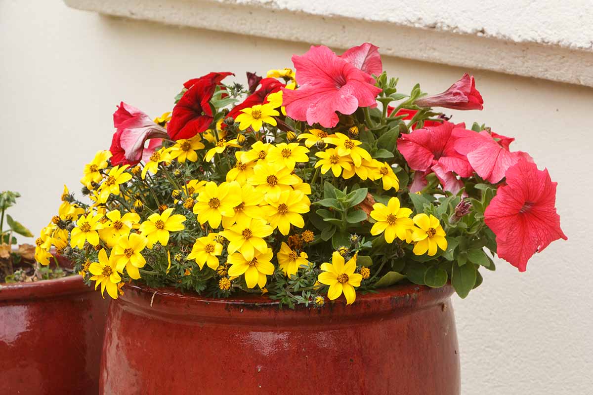 一个近距离的水平图像的红色和黄色的花生长在一个陶瓷种植。