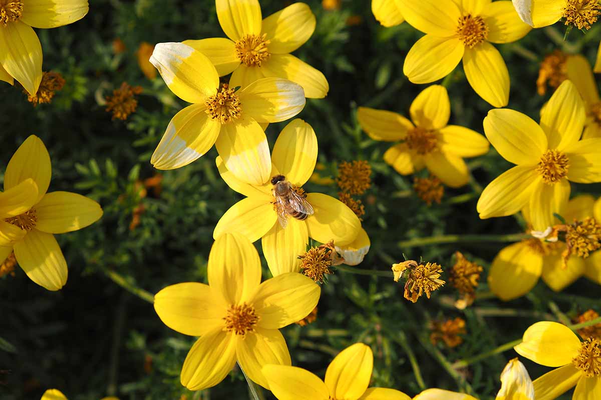 一个近距离的水平图像黄色的葵花籽生长在一个软焦点背景拍摄的花园。