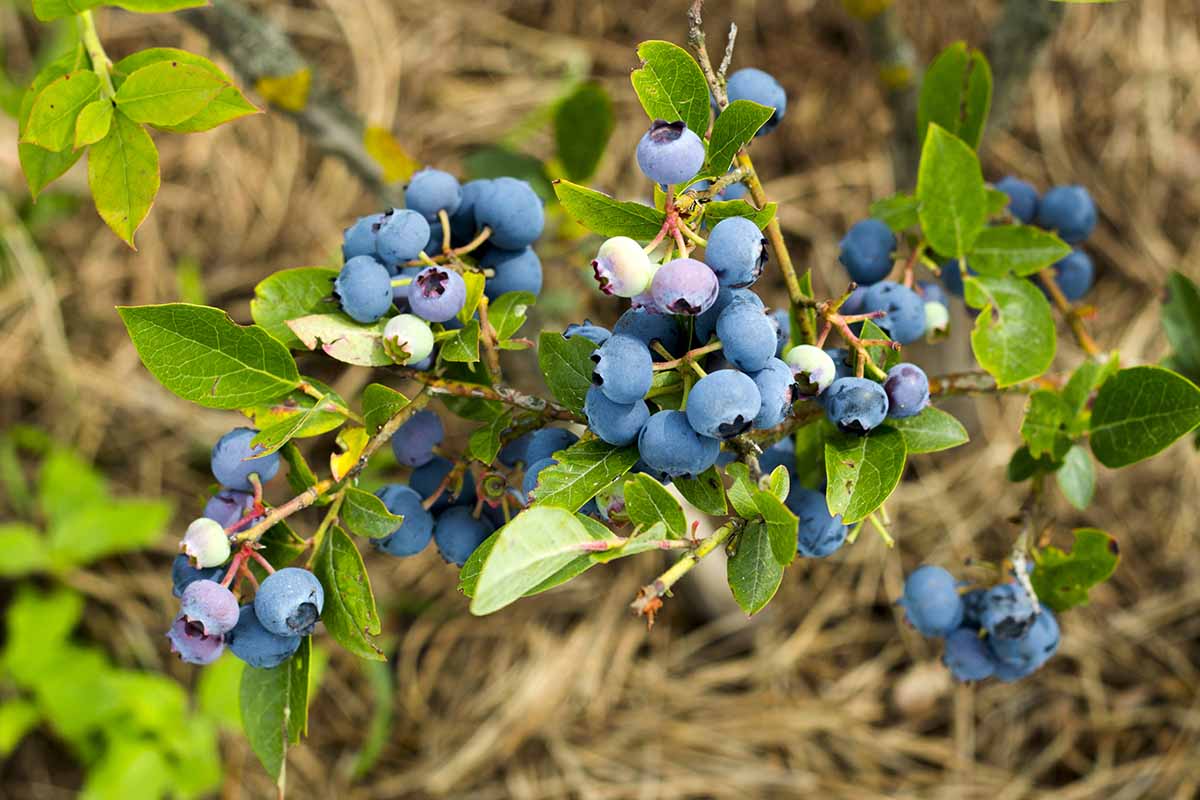 一个近距离的水平图像成熟和未成熟的蓝莓生长在花园里。