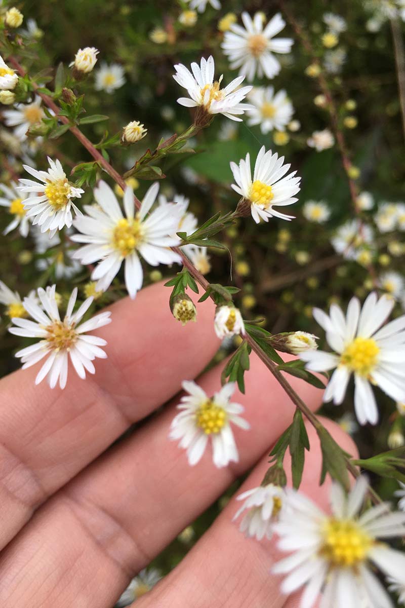 关闭垂直的一只手从底部框架的触摸白色浓密的茎aster (Symphyotrichum dumosum)花。