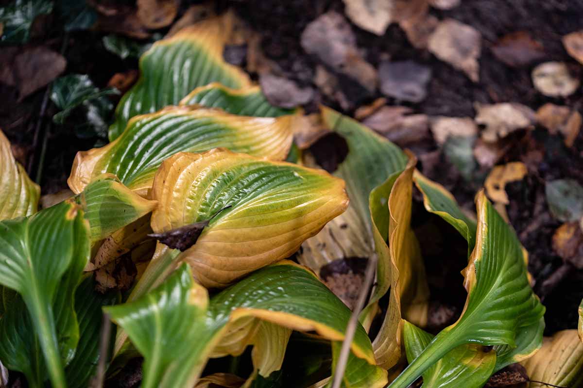 一个近距离的水平图像，患病的玉簪植物生长在花园与黄色，萎蔫的叶子。