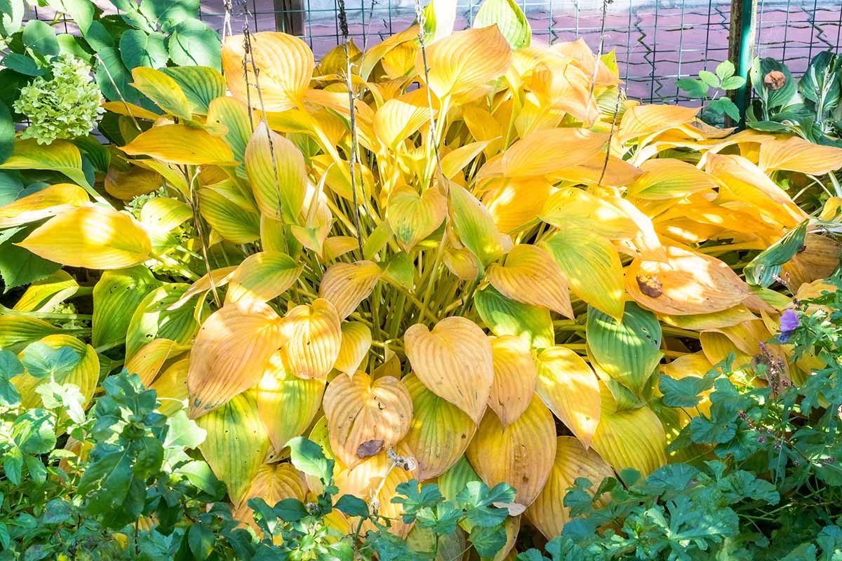 一个近距离的水平图像的玉簪植物与黄色的叶子生长在花园里。