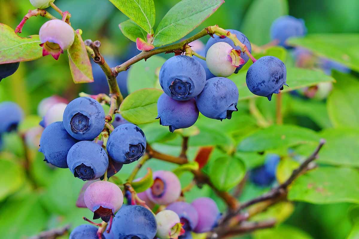 近距离水平图像成熟的蓝莓准备收获图片在软焦点背景。