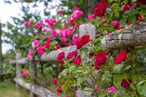 一个近距离的水平图像，爬升玫瑰生长在木栅栏上。