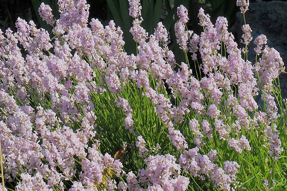 在明亮的阳光下，粉红色薰衣草生长在花园里的近距离水平图像。
