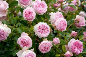 一个近距离的水平图像的浅粉色灌木玫瑰生长在花园里。