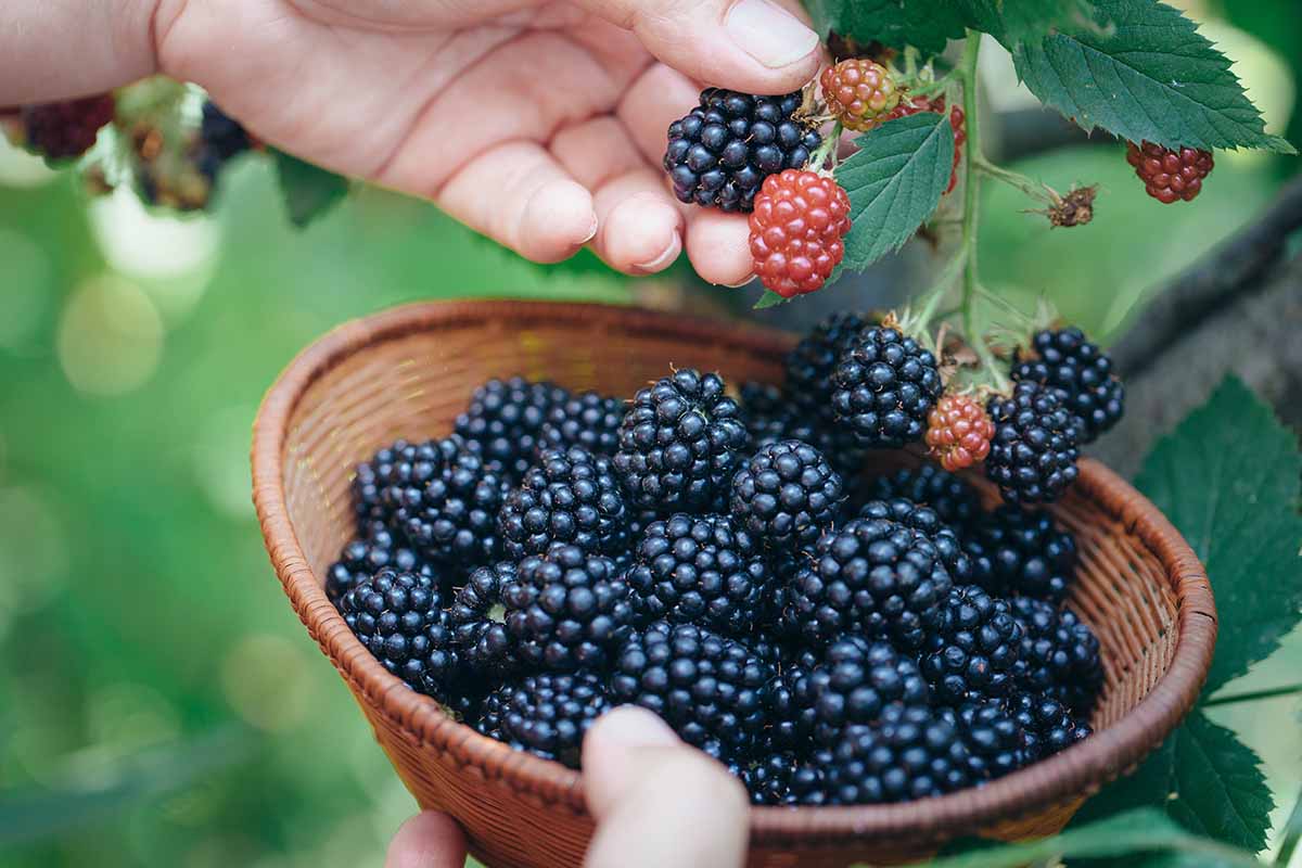 一个近距离的水平图像，从框架的顶部，一只手从灌木丛中采摘成熟的黑莓，并把它们放在一个柳条篮子里。