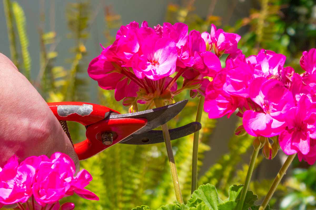 一个近距离的水平图像，从框架左边的手使用一对修剪器在阳光下拍摄的天竺葵花。