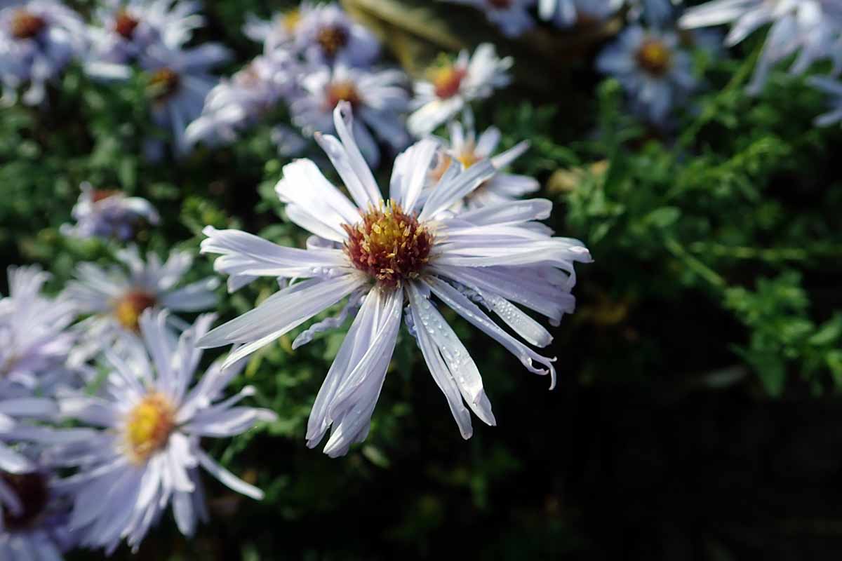 的近水平形象pinkish-white Symphyotrichum dumosum花种植在花园里见软焦点的背景。