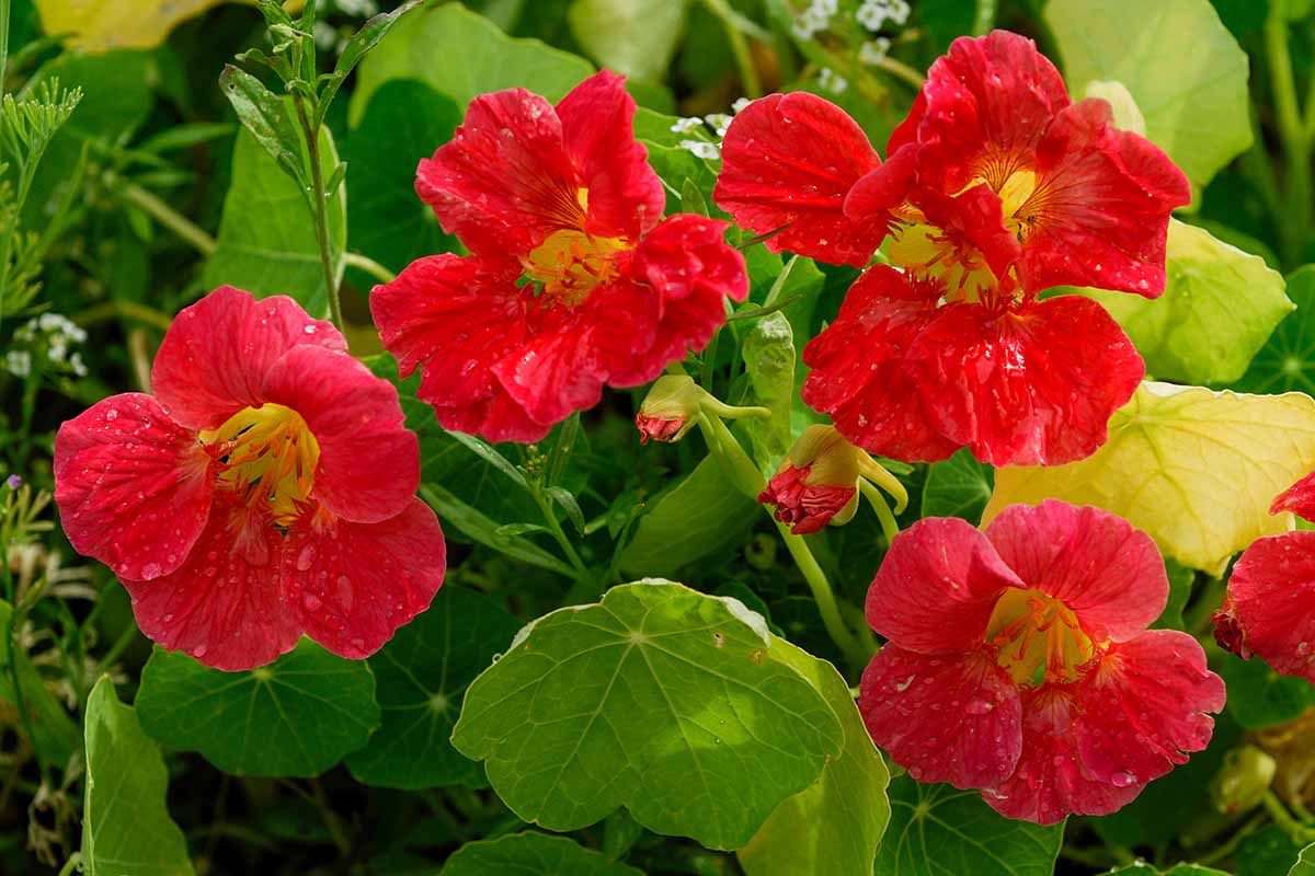 一个近距离的水平图像的鲜红色旱金莲花(Tropaeolum majus)生长在花园周围的叶子。