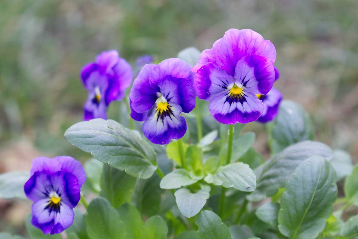 一个近距离的水平图像的紫色三色堇花生长在花园图片在一个软焦点背景。