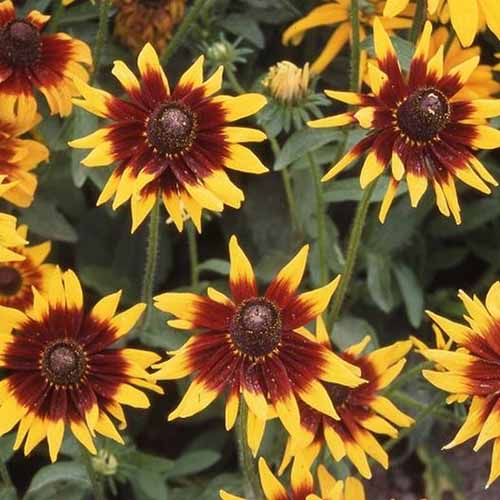 花园中生长的深红和黄色的Rudbeckia hirta“秋天森林”的双色花的特写。