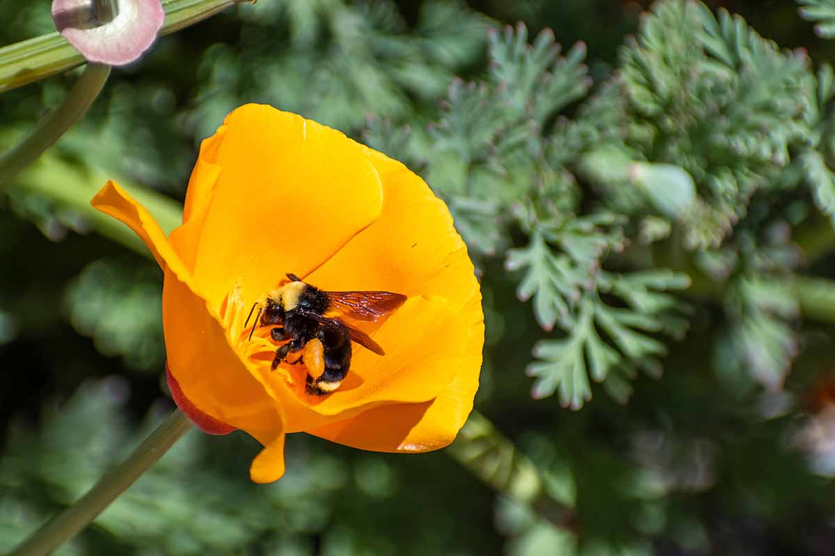 一个近距离的水平图像，蜜蜂授粉的亮橙色的花拍摄在一个软焦点背景。
