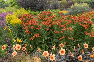 一个彩色花园的水平图像与大丽花和各种其他开花伙伴的边界。