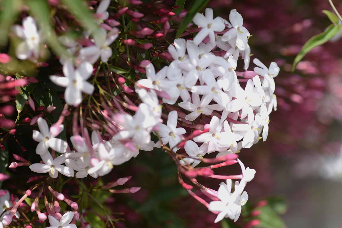 一个近距离的水平图像茉莉花生长在花园中拍摄在柔和的焦点背景下的阳光。