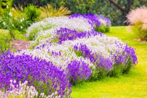 在一个正式的花园中，紫色和白色薰衣草生长的水平图像。