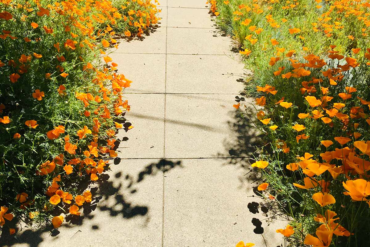 在明亮的阳光下，一条铺好的人行道两旁种着亮橙色的加利福尼亚罂粟花。