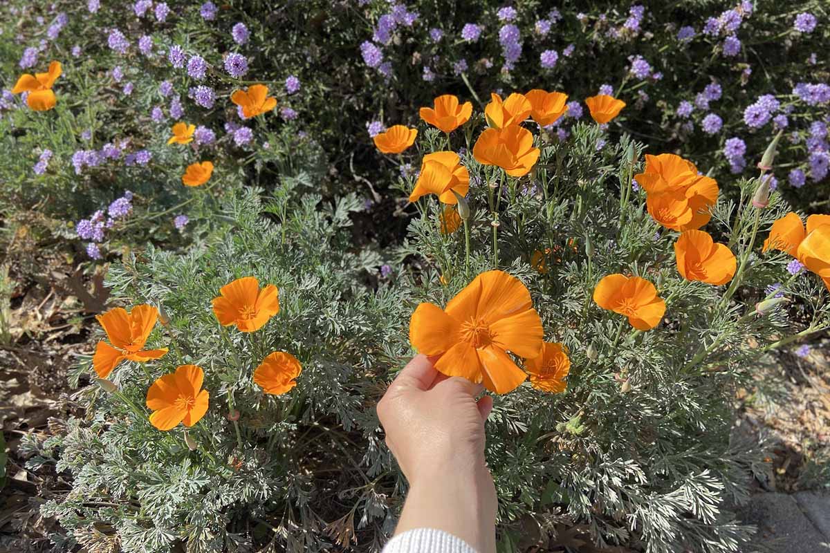 这是一幅从画框底部的近距离水平图像，一只手正在检查一朵橙色的加利福尼亚罂粟花(Eschscholzia californinica)，它生长在一个阳光明媚的花园里。
