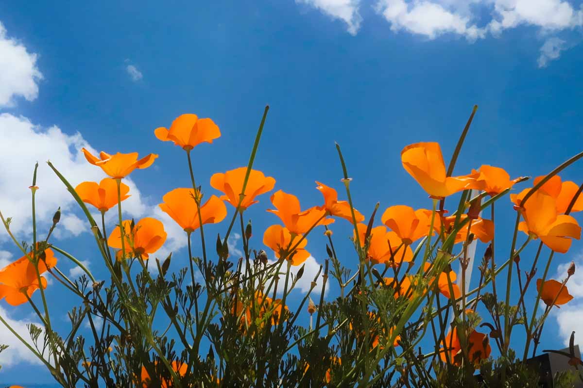 从蓝色天空背景下拍摄的亮橙色加利福尼亚罂粟(Eschscholzia californiica)的水平图像。