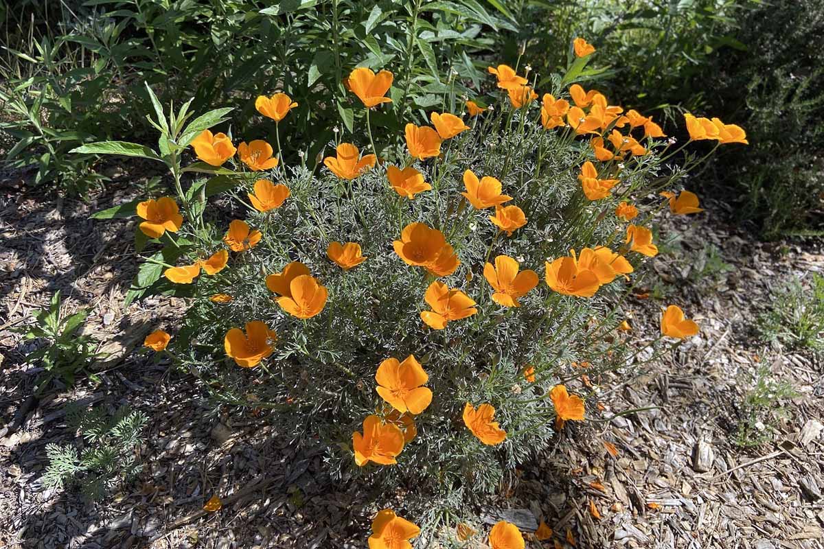 加利福尼亚州罂粟(Eschscholzia californinica)生长在阳光明媚的花园里的近距离水平图像。