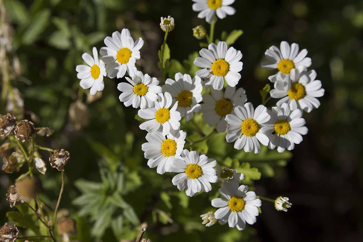 一个近距离的水平图像，白色斑点菊(Tanacetum cinerariifolium)的花朵生长在花园中，在柔和的焦点背景下拍摄。
