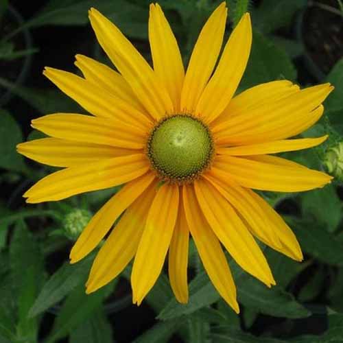 一个特写的Rudbeckia hirta“绿眼睛”花照片在一个软焦点背景。