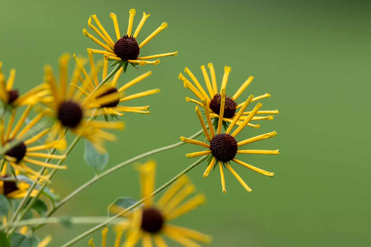 在软焦点背景下拍摄的Rudbeckia subtomentosa ' Henry Eilers的近距离水平图像。