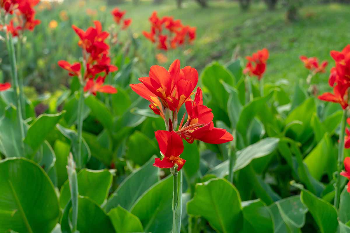 一个近距离的水平图像，明亮的红色美人蕉百合生长在一个软焦点背景拍摄的花园。