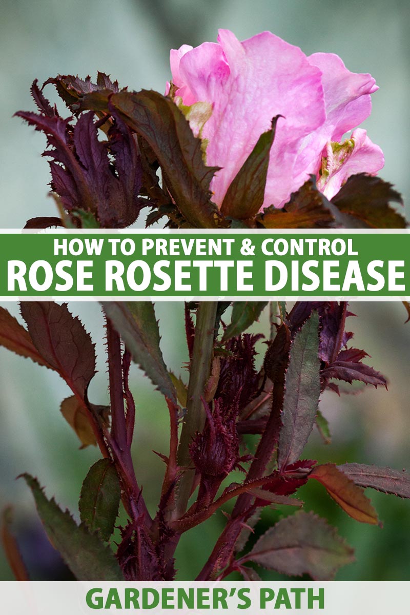 A close up vertical image of a pink rose suffering from witches'-broom pictured on a soft focus background. To the center and bottom of the frame is green and white printed text.