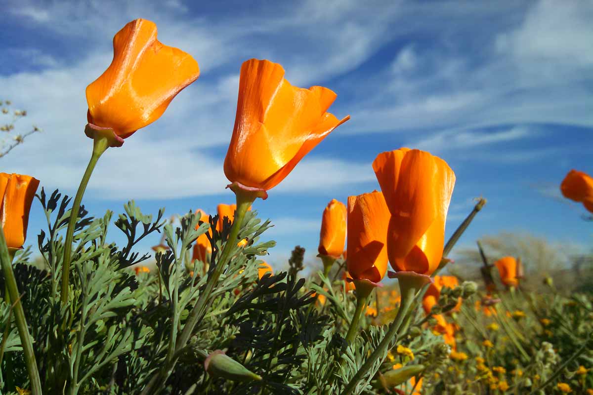 明亮的橙色加利福尼亚罂粟(Eschscholzia californinica)在蓝天背景下明亮的阳光下野生生长的水平图像。