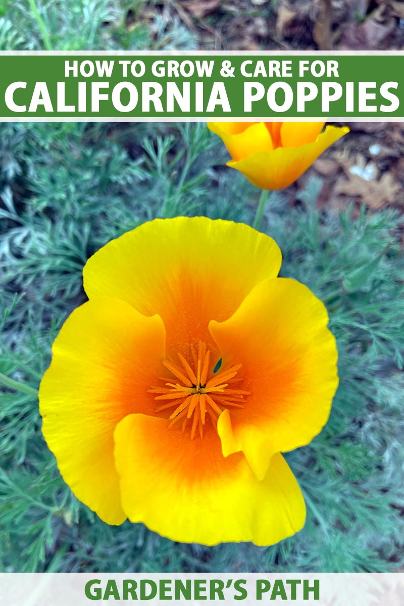 一个近距离垂直图像的亮橙色加利福尼亚罂粟(Eschscholzia californinica)花生长在花园的软焦点背景照片。到框架的顶部和底部是绿色和白色的印刷文字。