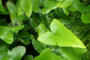的近距离水平图像光滑叶心的蕨类植物(Hemionitis arifolia)在户外生长。