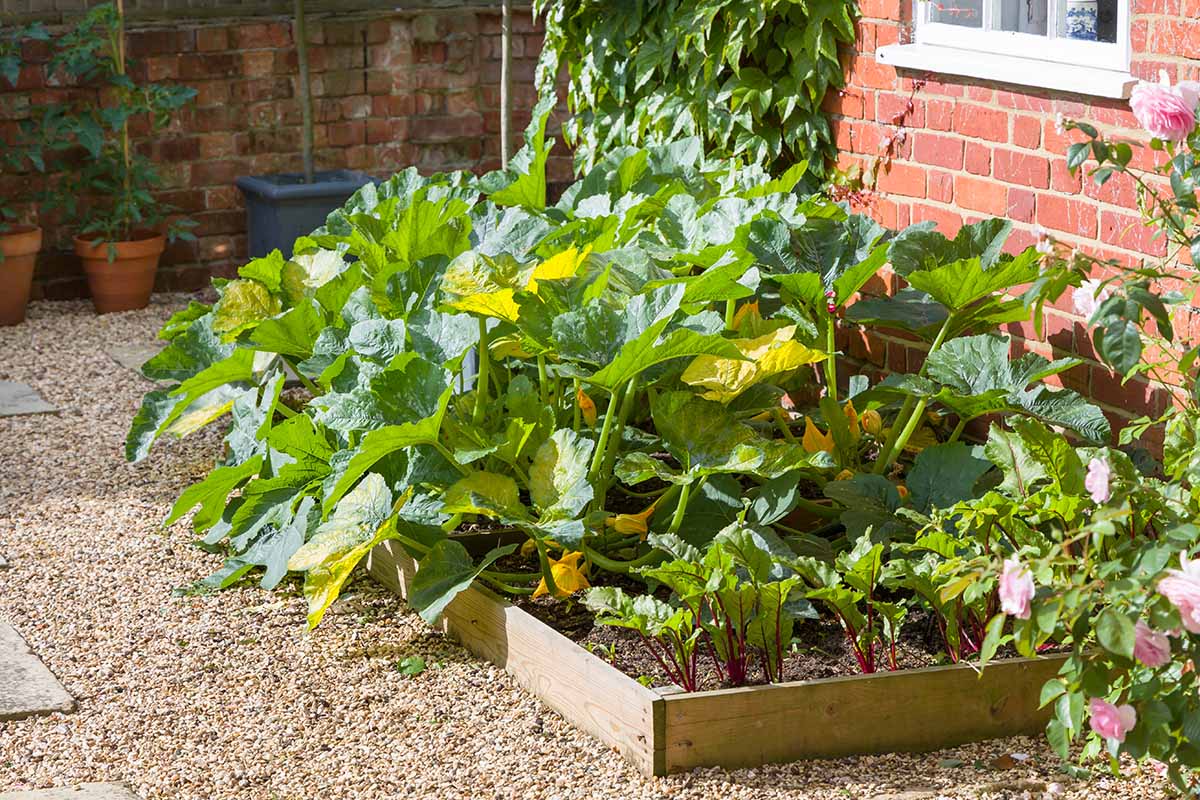 砖房外的一个凸起的花园的水平图像，上面有一株巨大的南瓜植物和甜菜。