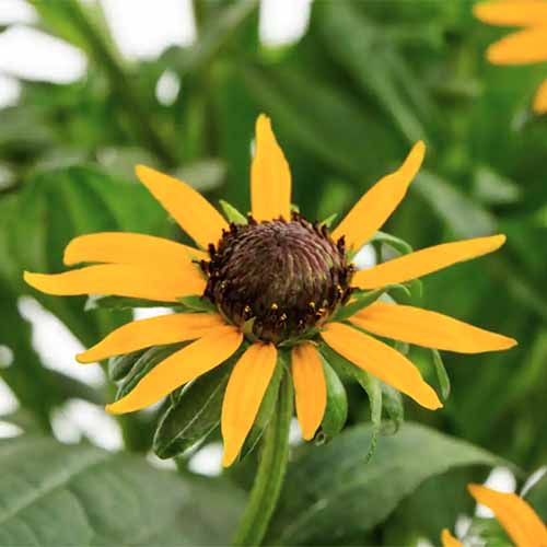 一个在软焦点背景上的Rudbeckia fulgida“小金星”花的正方形图像。