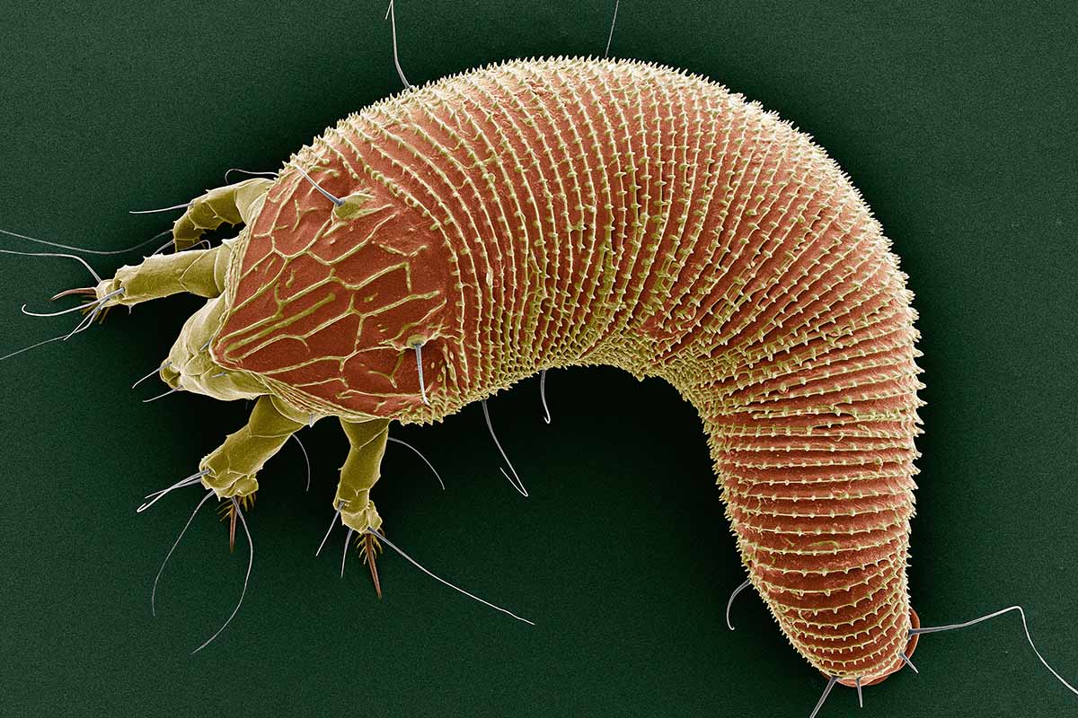 A close up horizontal image of a microscopic rose bud mite pictured on a soft focus background.