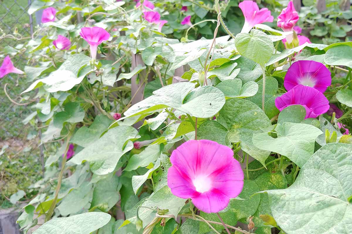 近距离的水平图像牵牛花藤蔓与明亮的粉红色花生长在花园里。