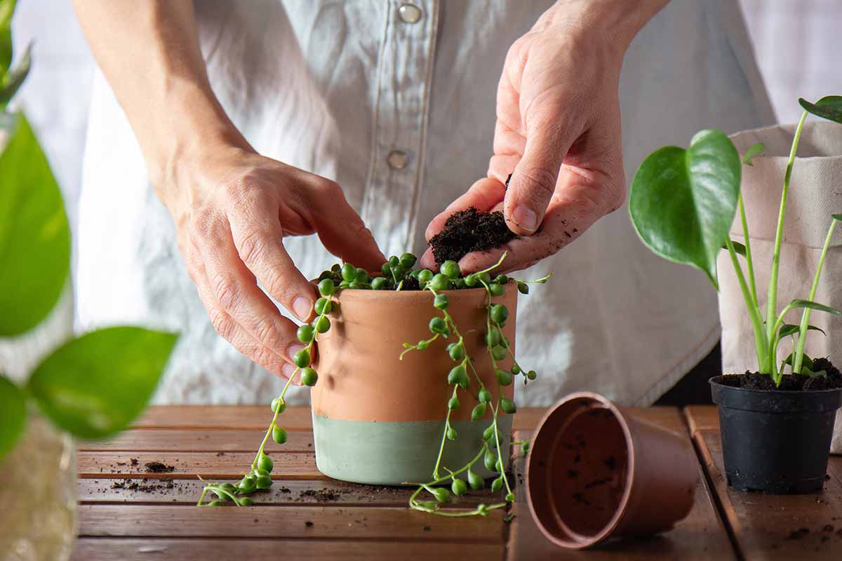 一个近距离的水平图像的园丁盆栽珍珠串(塞内西奥rowleyanus)植物到一个陶土容器。
