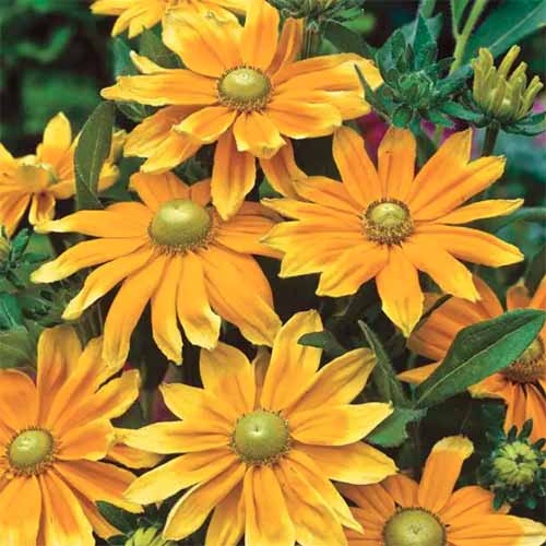 后院生长的Rudbeckia hirta“草原太阳”花的正方形图像。