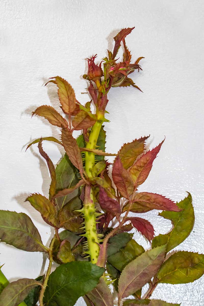 A close up vertical image of a clipped stem of a rose infected with witches'-broom set on a white surface.