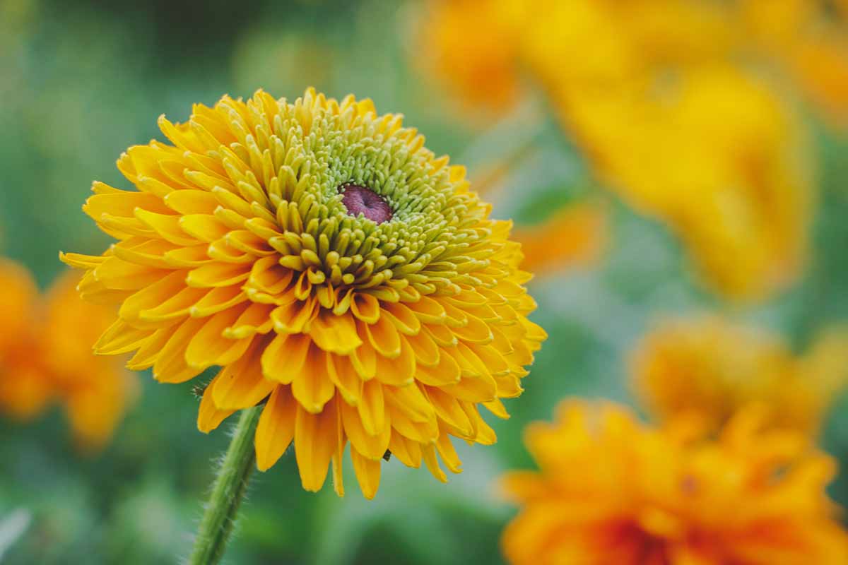 一个近距离的水平图像的绒球像黑眼睛苏珊花Rudbeckia hirta“玛雅”拍摄在一个软焦点背景。