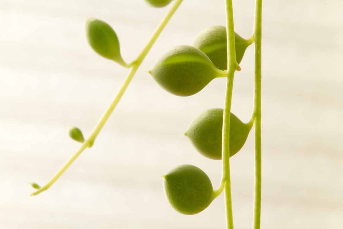 白色背景上的一串珍珠(珍珠串)植物藤蔓的近距离水平图像。