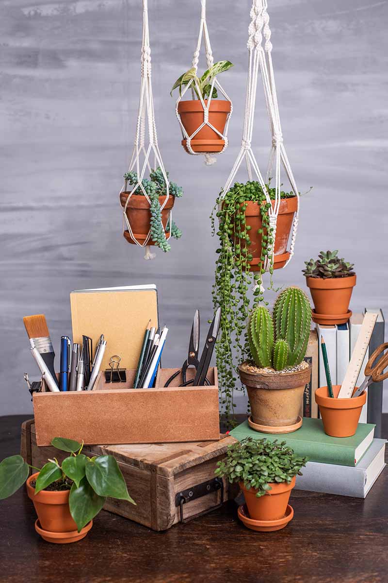 在家庭办公环境中，不同的多肉植物和仙人掌在花盆和吊篮中生长的垂直图像。