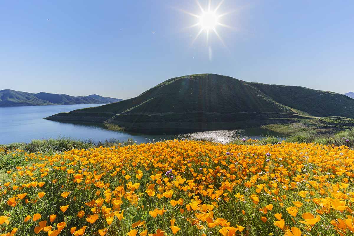 在明亮的阳光下，蓝色的天空背景下，一片加利福尼亚罂粟(Eschscholzia californinica)在湖边野生生长。