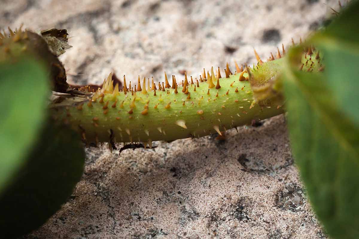 A close up horizontal image of a stem with a large number of spines as a result of rose rosette disease.