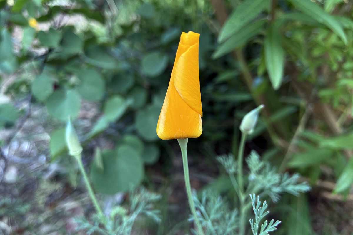 一个近距离的水平图像，一个未开放的橙色加利福尼亚罂粟花蕾拍摄在一个软焦点背景。