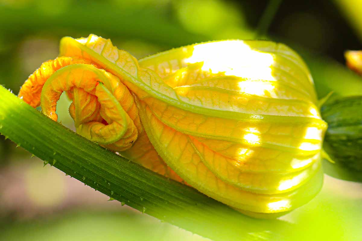 一个近距离的水平图像的西葫芦花生长在花园描绘在一个软焦点背景。