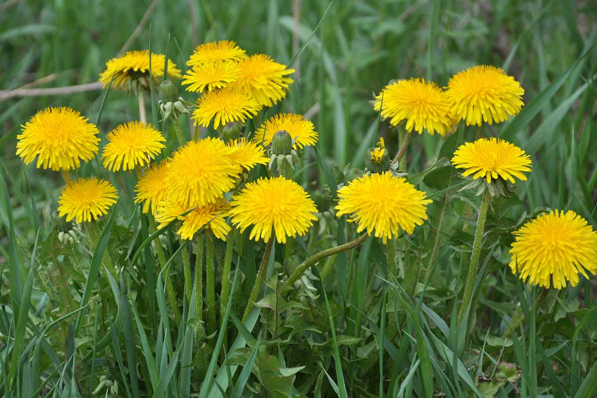 一个近距离的水平图像黄色蒲公英花生长在杂草在草坪上拍摄的软焦点背景。