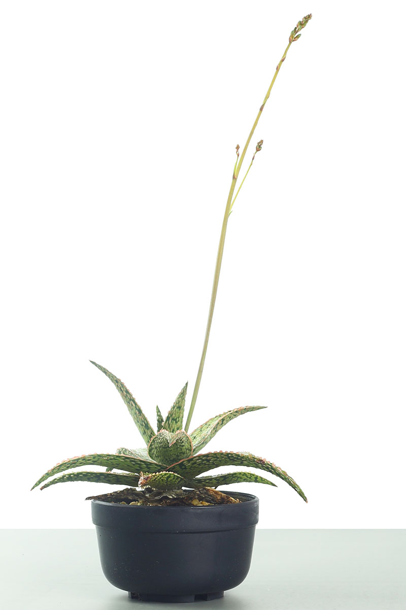 一株生长在小花盆中，白色背景上有一株长长的花茎的盆栽植物的垂直图像。